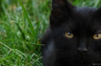 Apel o humanitarną postawę w stosunku do wolno żyjących kotów
