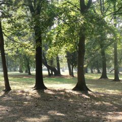 Powstanie nowy, mini-park na Gaju!