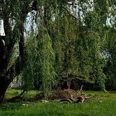 Więcej zieleni na Gaju! Przybędzie nowych drzew!
