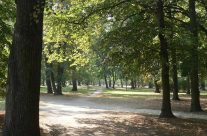 Będzie więcej zieleni na Gaju