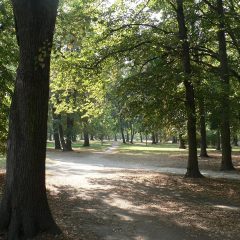 Będzie więcej zieleni na Gaju