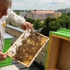 „Na wrocławskich osiedlach brakuje zapylaczy” – wywiad z pszczelarzem z Gaju