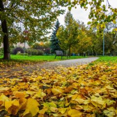 Ankieta na temat strategii adaptacji do zmian klimatu