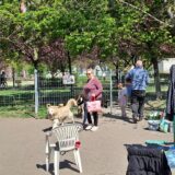 Sprzątanie wybiegu dla psów i kotów [Fotorelacja]