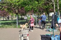 Sprzątanie wybiegu dla psów i kotów [Fotorelacja]