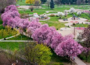 Piękna Aleja w Parku Słonecznym